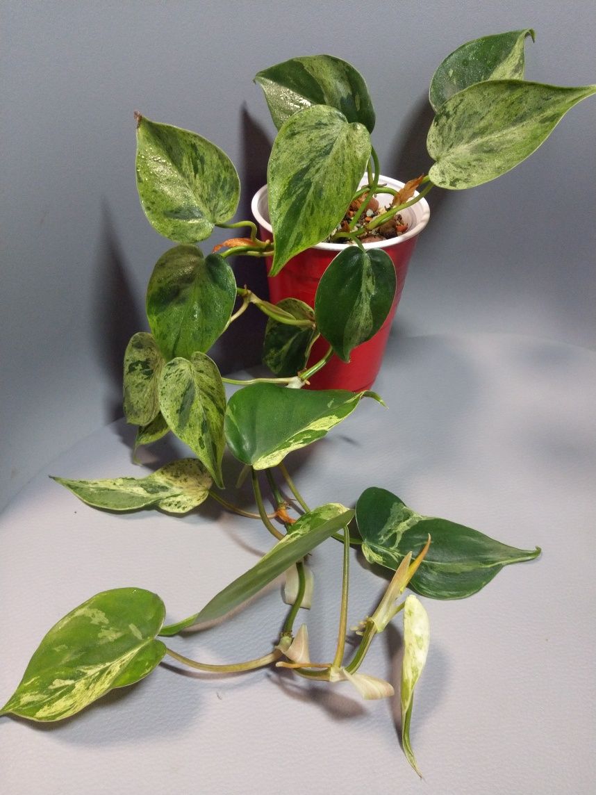 Philodendron Hederaceum Variegata