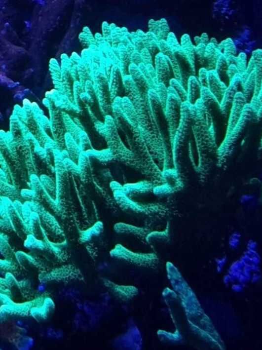 Koralowce LPS, SPS  i miękkie, ulwiały AKWARIUM MORSKIE