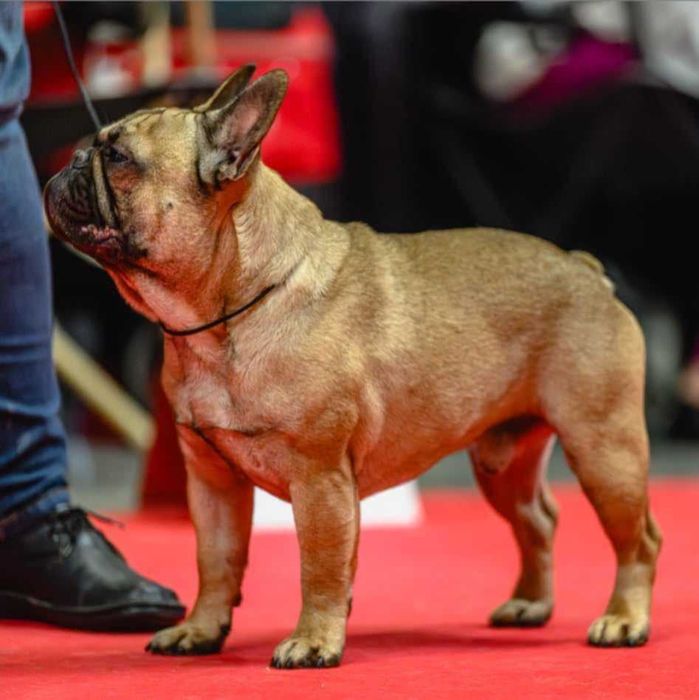 bulfog francuski ZKwP FCI suczka