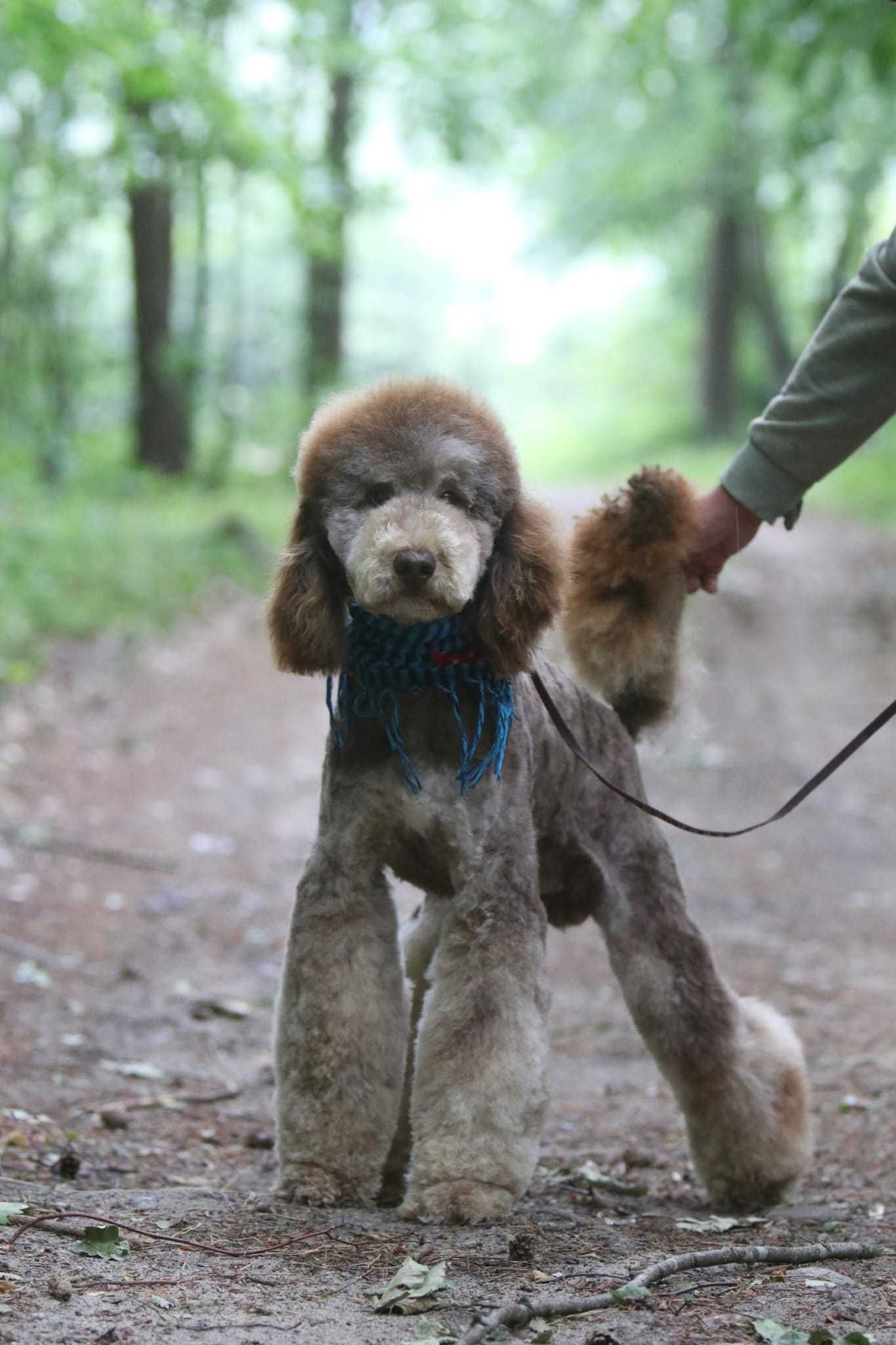 PUDEL królewski duży poodle pies/samiec Choco Tan RALPHI Poodle