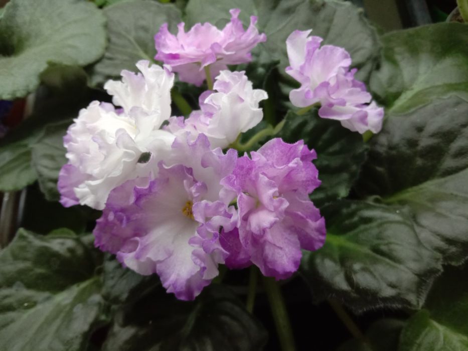 Фиалки разно цветущие