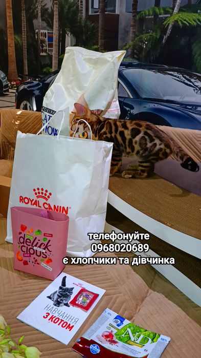 Бенгальські кошенята — ваші міні-леопарди вдома