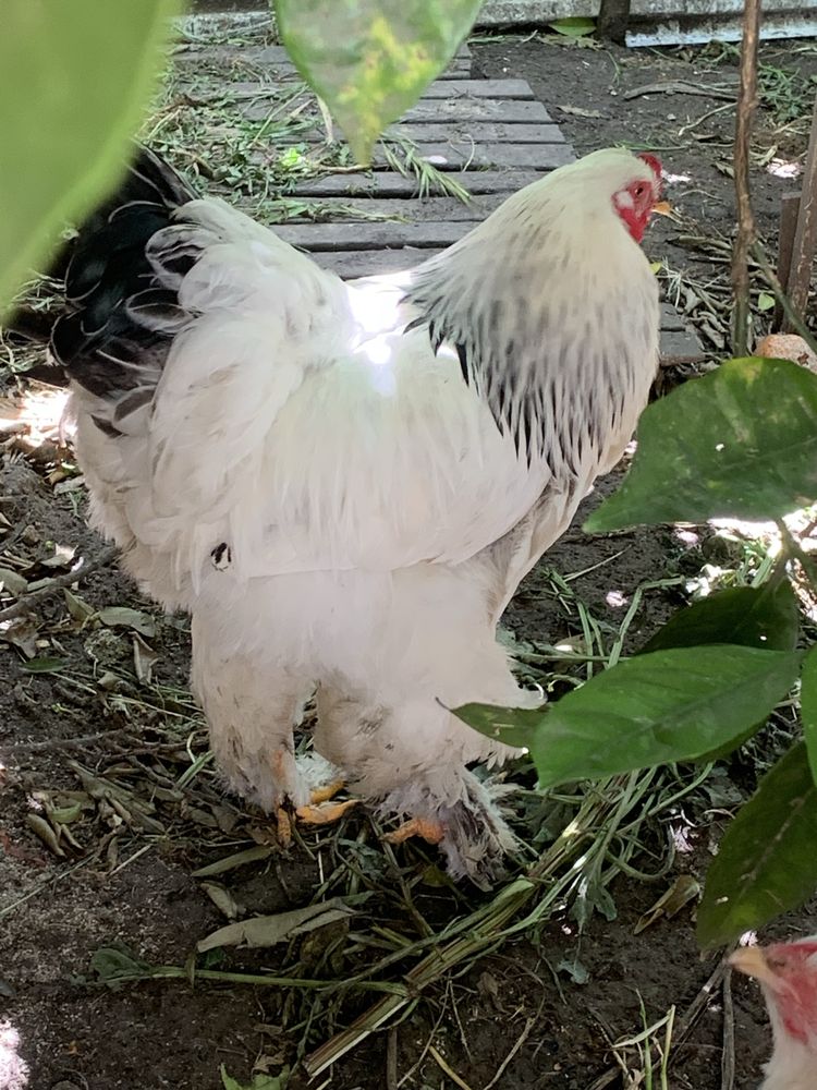 Ovos galados de Galinhas Brahma light pura raça sem cruzamentos