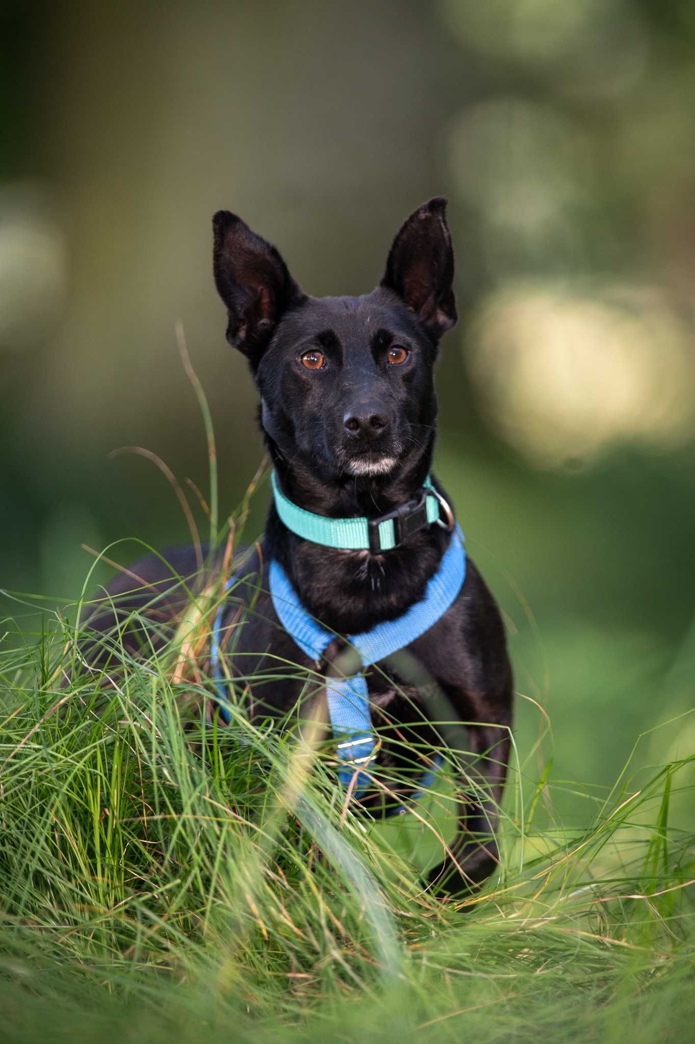 Koko - śliczny, wrażliwy, trochę wycofany psiak do adopcji