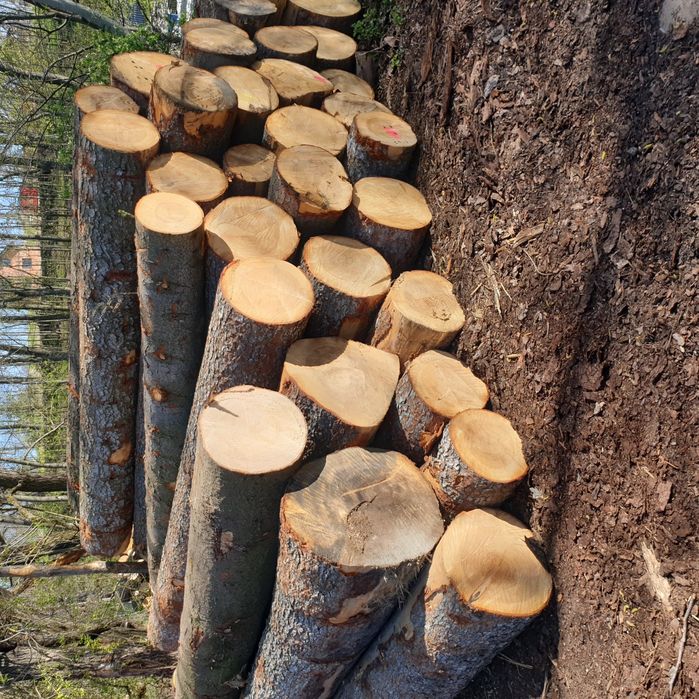 sprzedam jodłe jodła drewno drzewo