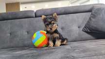 Yorkshire terrier york