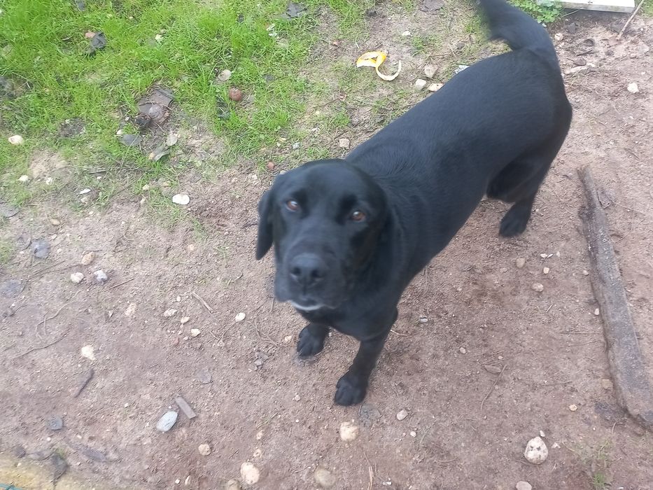 Labrador fêmea esterilizada