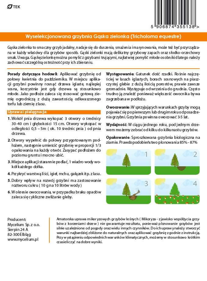 Gąska Zielonka - Grzybnia grzybów leśnych