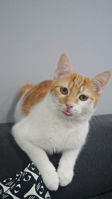 Cudowny kocurek szuka domu