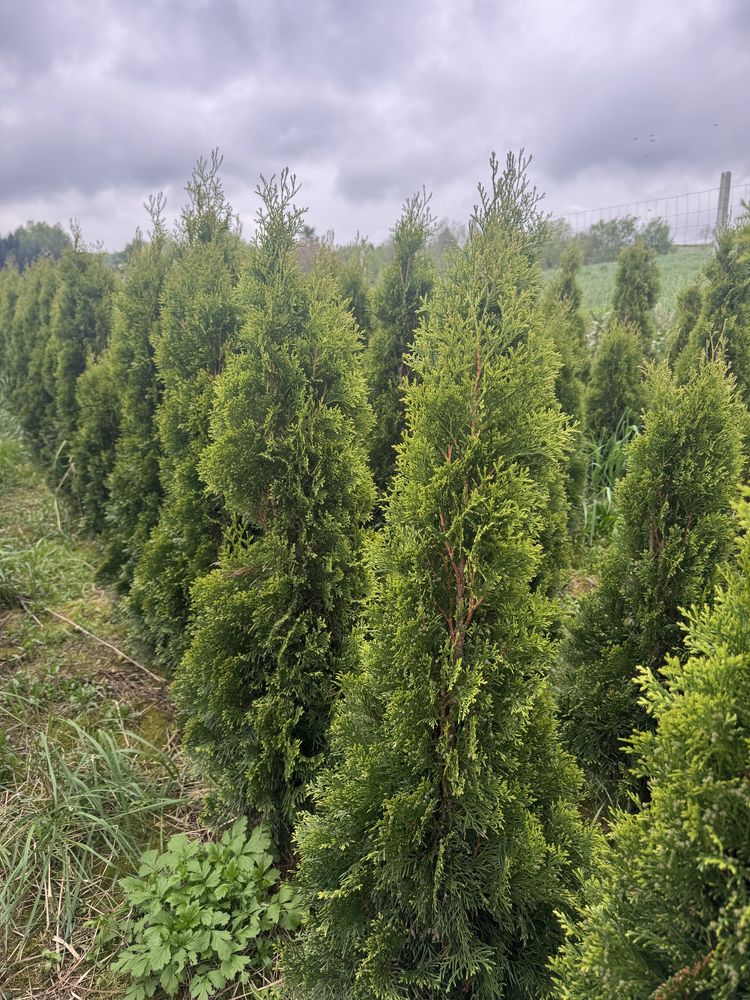 Tuja szmaragd 120/130, brabant, drzewa alejowe