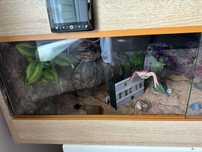 Terrarium z wężem zbożowym