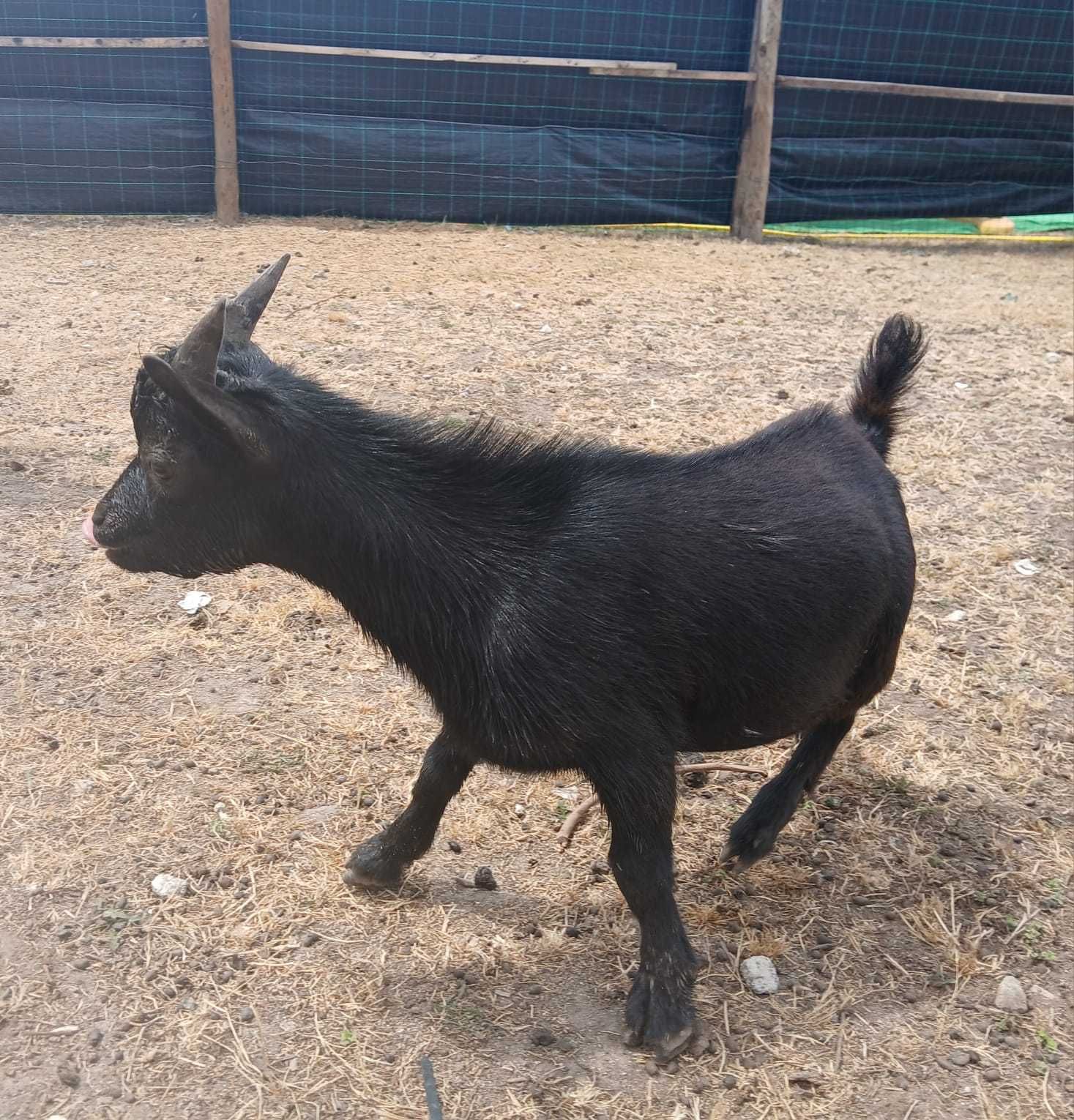 Vendo cabrito de raça anã