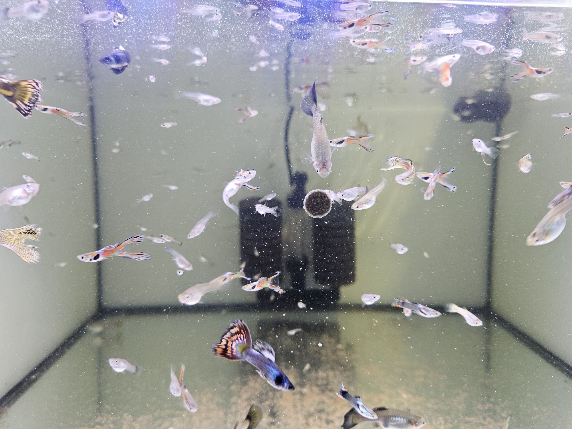 Guppys endler e variados