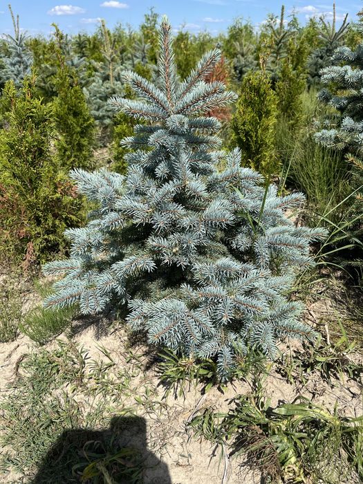 Świerk kłujący 80-120 cm rosnący w donicy