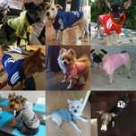 Roupa de cão ADDIDOG nova