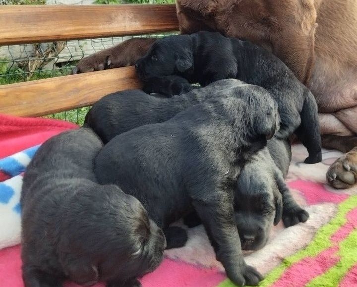 Подарунок дитині на свята цуценята розплідника Лабрадор Ретривер