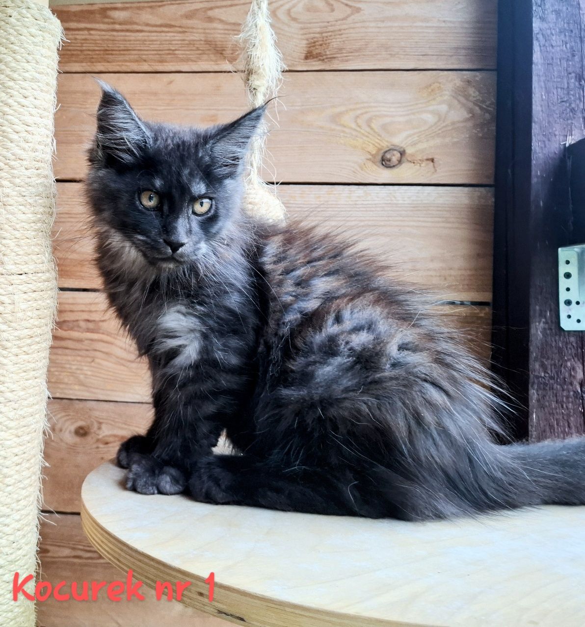 Śliczne kocurki Maine Coon FPL