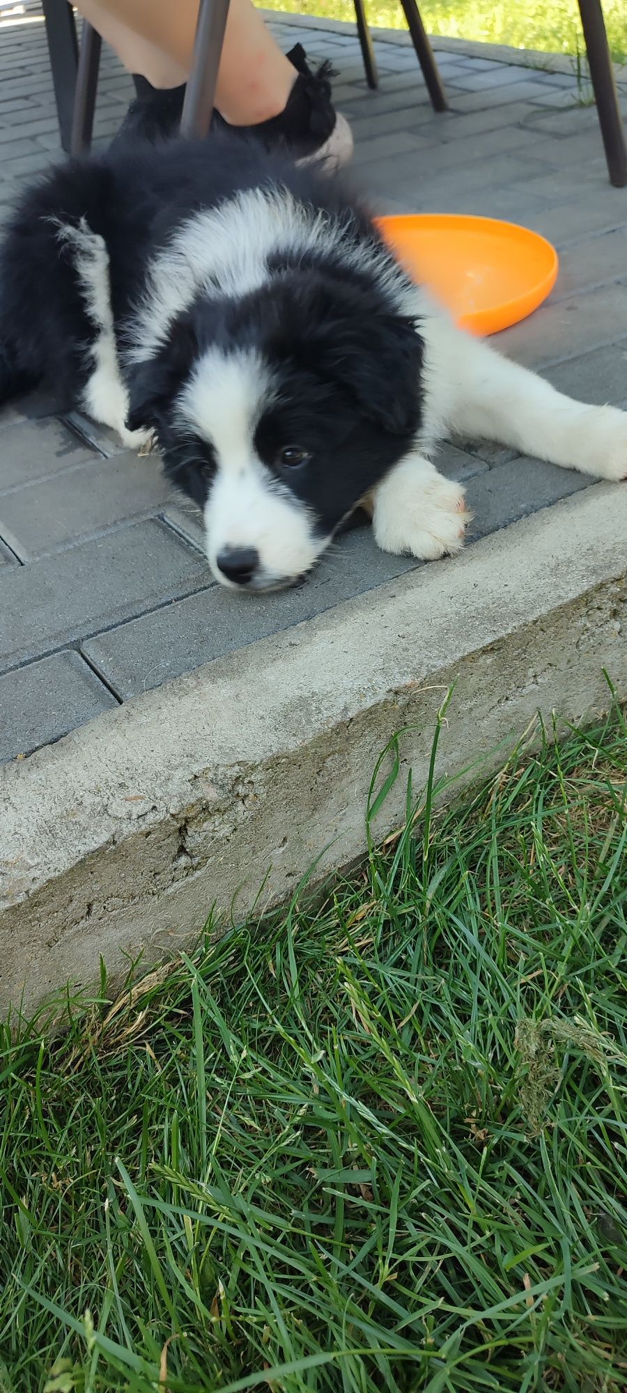 Border Collie szczeniak z rodowodem