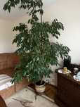 Figowiec benjamina