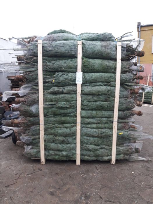 Choinki świąteczne