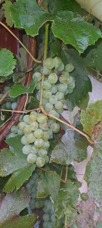 Winogrono białe bio