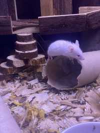 Male myszy hodowlane