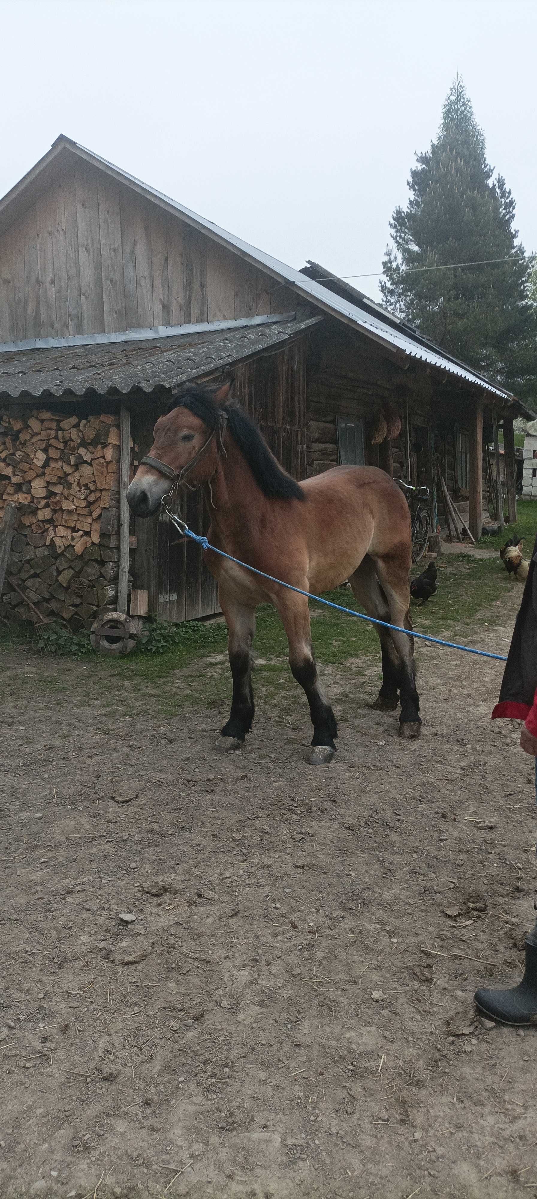 Sprzedam ogierka 9 miesięcy .