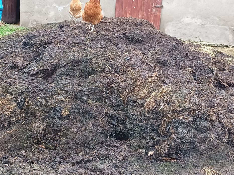 Sprzedam  przeleżały  obornik barani
