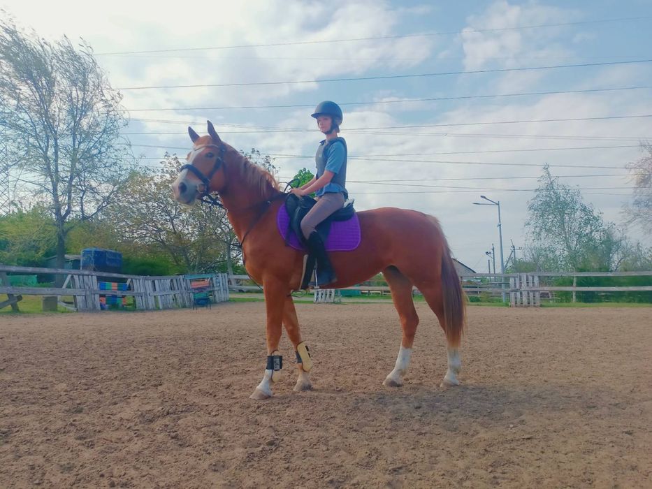 Продається кобила
