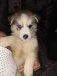 Husky        bebe