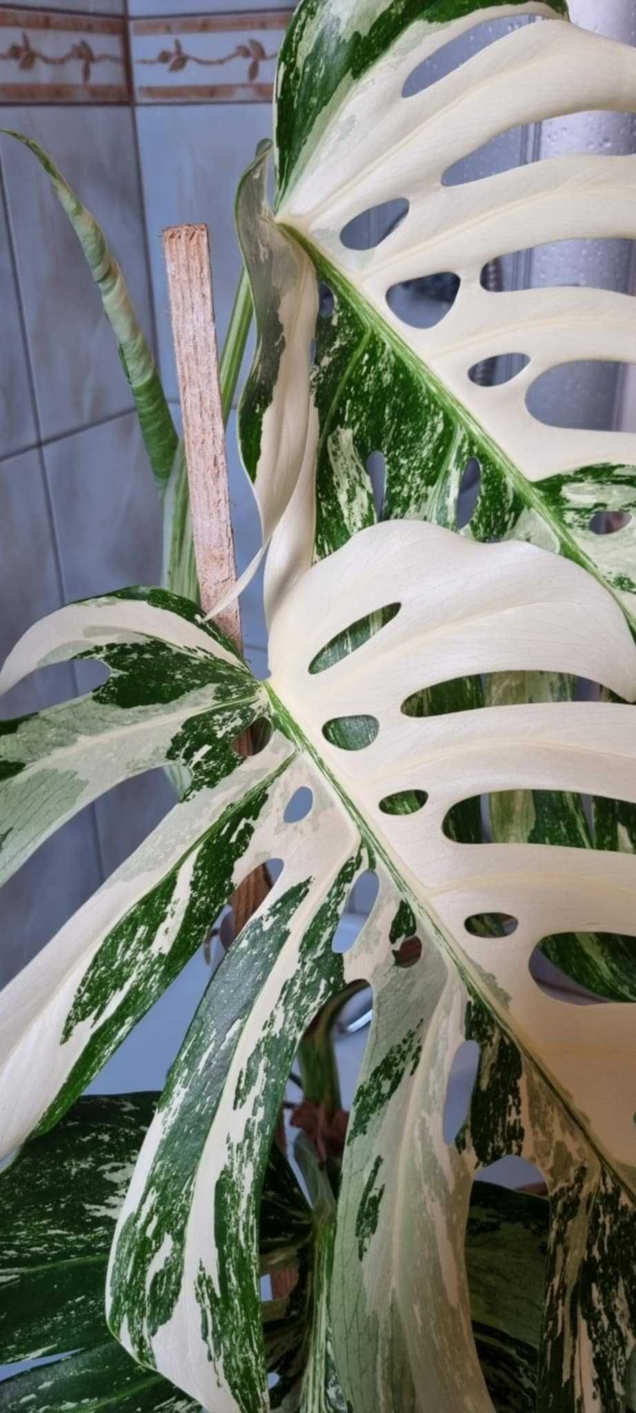 Monstera Variegata.
