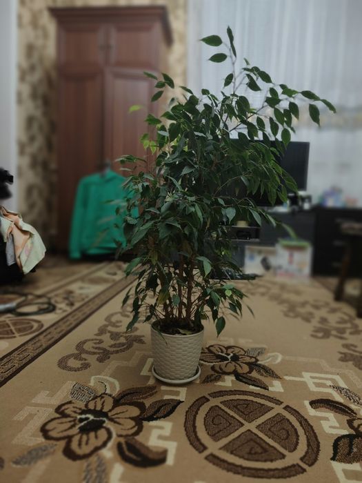 Продам вазон Фикус Бенджамина