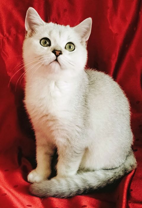 Милый зеленоглазый мальчик.