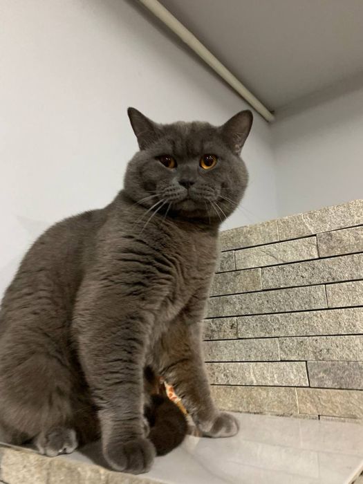 Вʼязка з Британцем