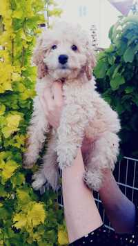 COCKAPOO F1B (Cockapoo / Pudel) - suczka