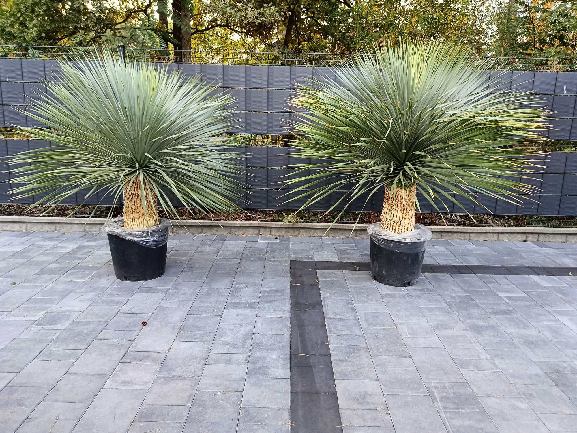 Yucca rostrata. Juka rostrata