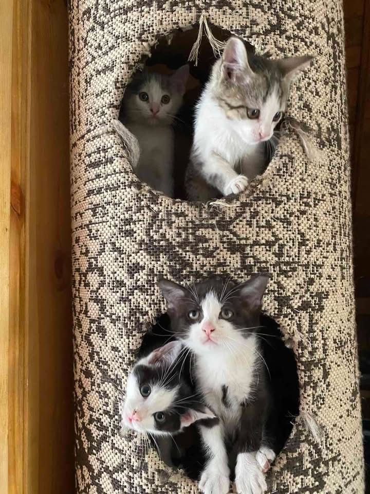 Кошенята в люблячі родини