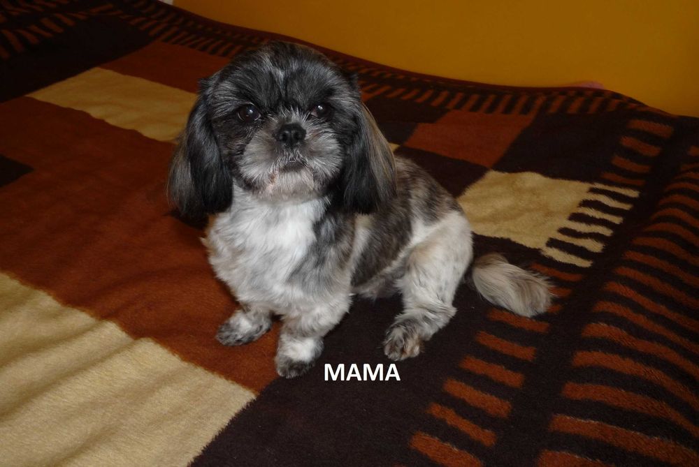 Shih Tzu, suczka Lucy do odbioru od 24 grudnia.