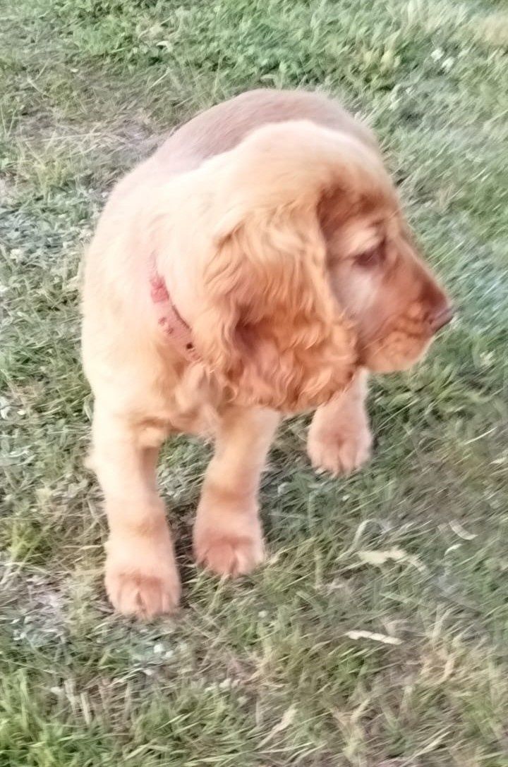 Cocker spaniel piesek
