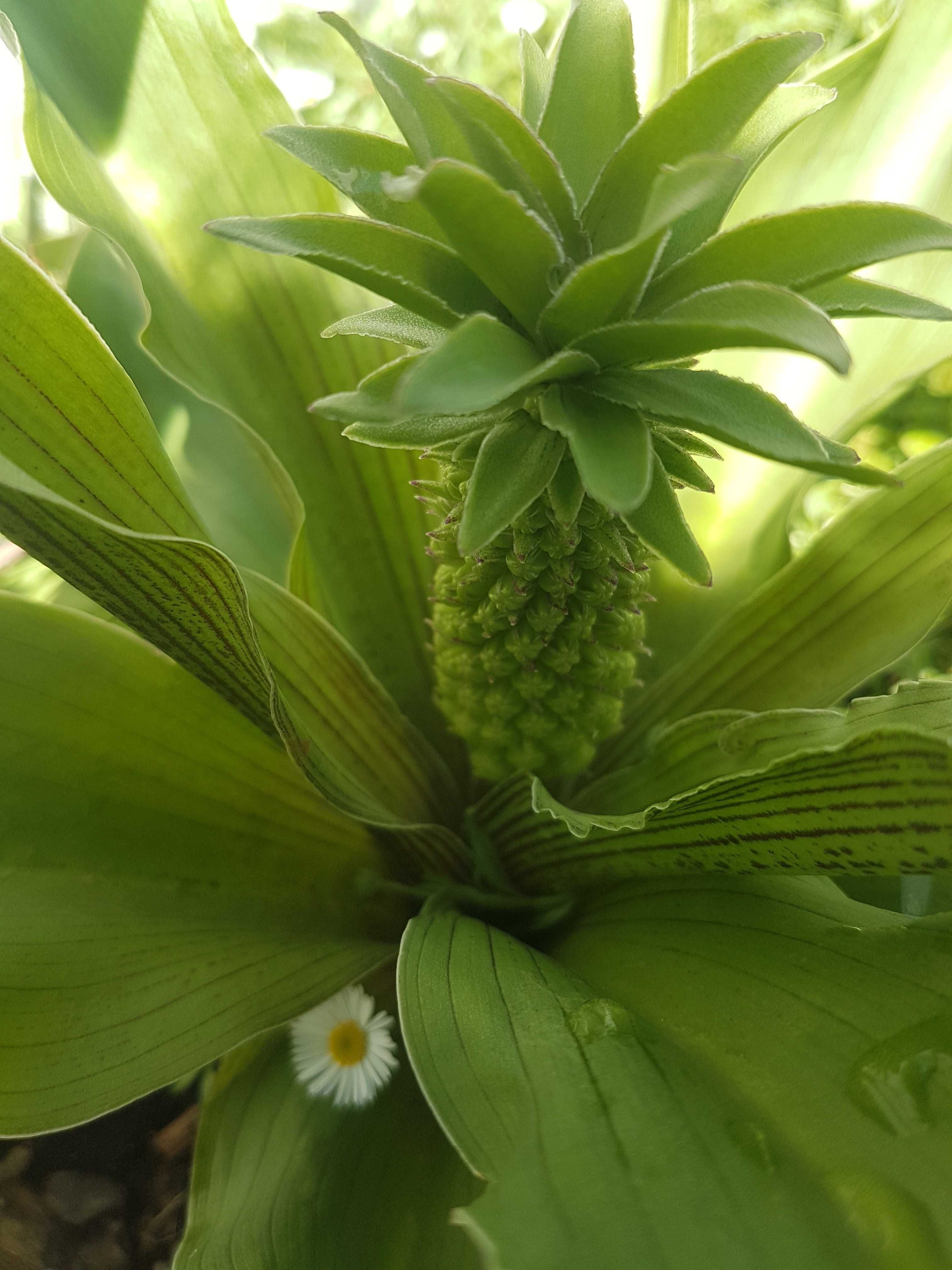 Planta bromélia da flor ananás