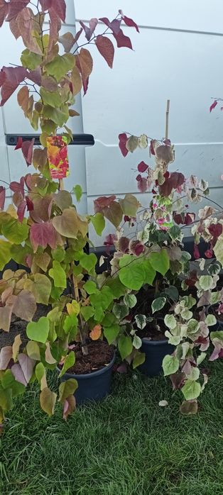 Judaszowiec kanadyjski