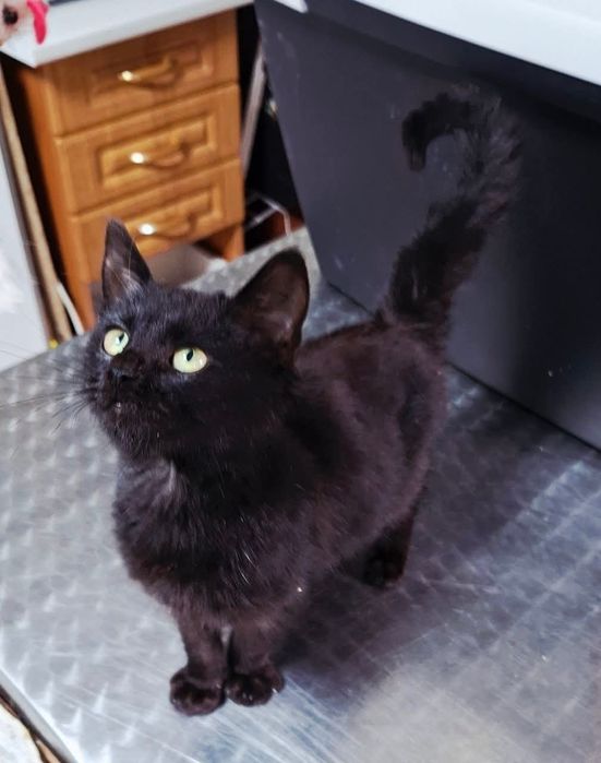 Котик шукає родину!