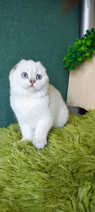 Szkocka koteczka szynszyla point wcf