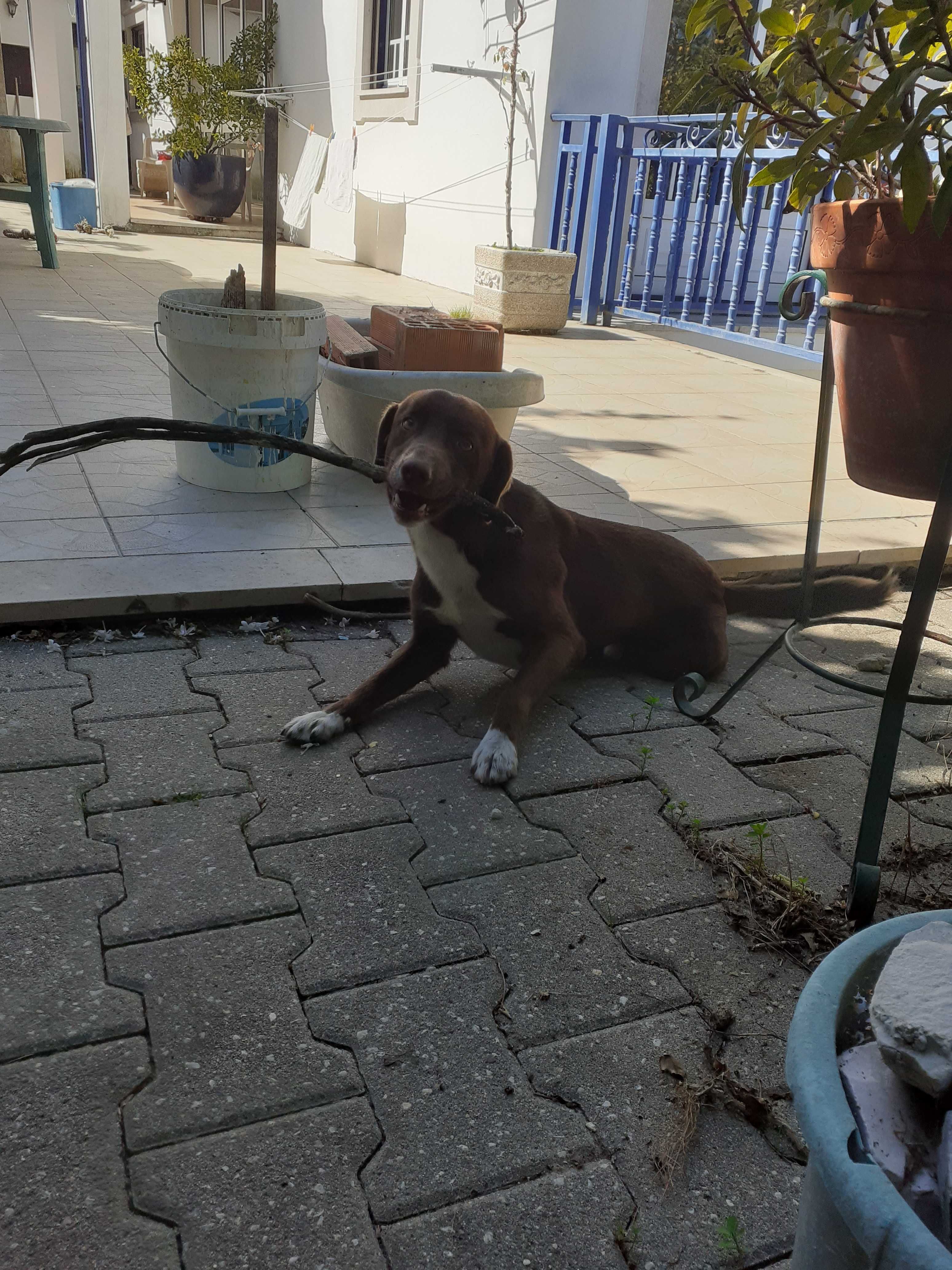 Cãozinho (macho) para Adoção