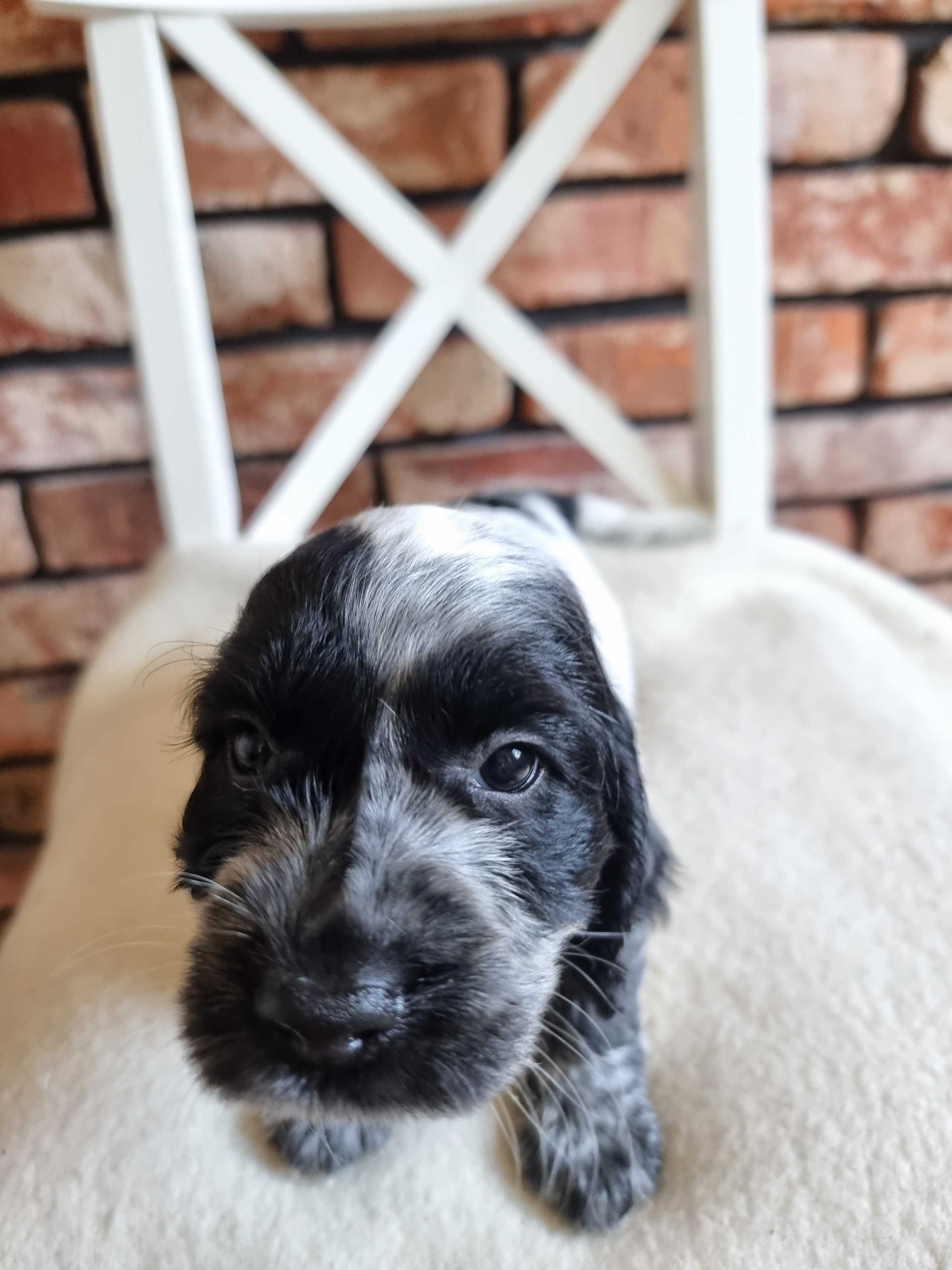 Cocker spaniel angielski śliczny szczeniaczek do odbioru