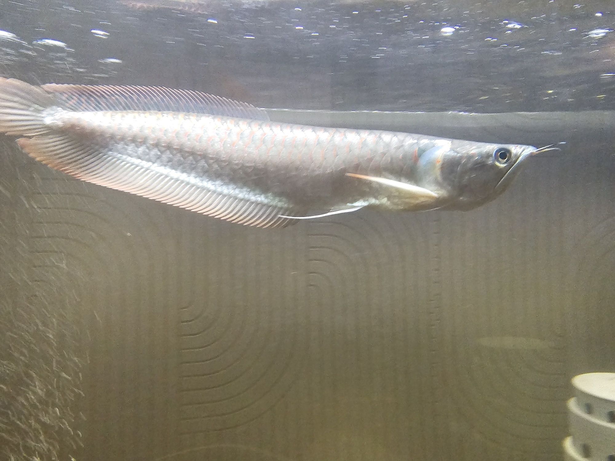 arowana silver 35cm