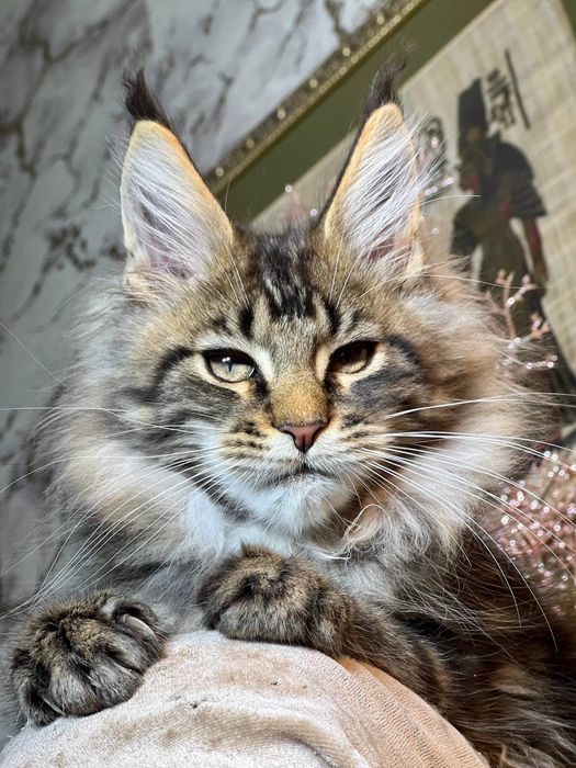 Мейн Кун хлопчик 3 місяці