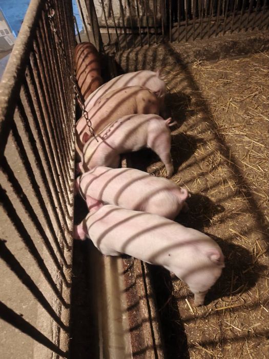 Prosieta 8 tygodniowe