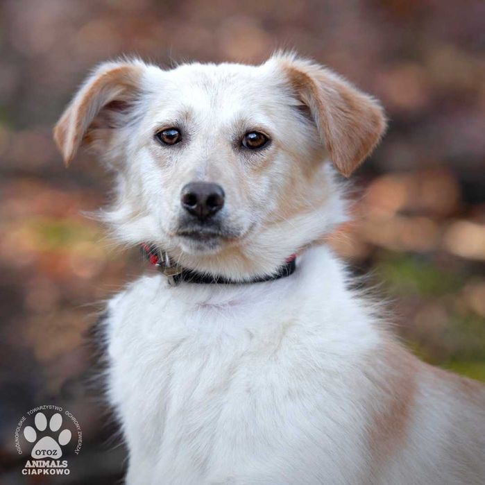 Nieśmiała Lola czeka na dom! OTOZ Animals Schronisko Ciapkowo