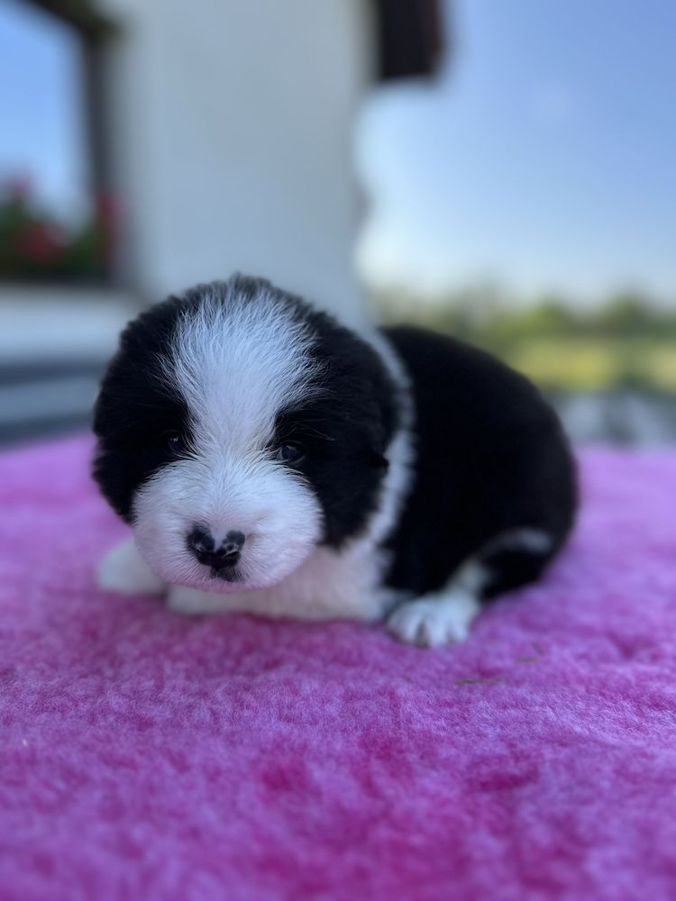 Cudny piesek border collie ZKwP FCI po MŁ.CHPL
